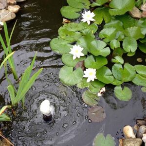 Berkfield Home - Ubbink 3 Piece Decorative Water Lilies Set White