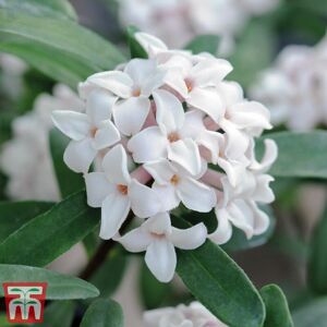 THOMPSON & MORGAN Thompson&morgan - Daphne x transatlantica Eternal Fragrance 9cm Potted Plant x 3