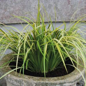 THOMPSON & MORGAN Thompson&morgan - Grass Acorus Gramineus Ogon 9cm Pot x 1