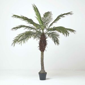 Homescapes - Phoenix Palm Tree in Pot, 160 cm Tall
