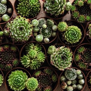 THOMPSON & MORGAN Thompson&morgan - Houseplant Sempervivum Mixed 5.5cm Pot x 1