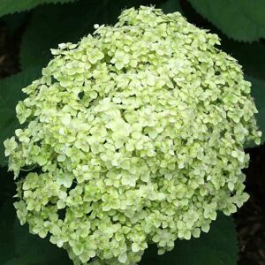 THOMPSON & MORGAN Thompson&morgan - Hydrangea Lime Rickey 3 Litre Potted Plant x 1