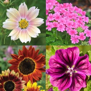 THOMPSON & MORGAN Thompson&morgan - Nurserymans Choice Flower Seed 50 Packets (tm)