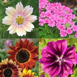 THOMPSON & MORGAN 75 Mixed Flower Seed Packs - Lucky Dip Selection - Grow Your Own Flowers
