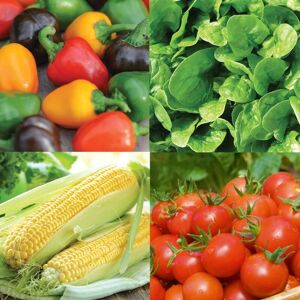 THOMPSON & MORGAN Thompson&morgan - Nurserymans Choice Veg Seed 100 Seed Packets (tm)