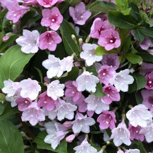 THOMPSON & MORGAN Thompson&morgan - Weigela Towers of Flowers Apple Blossom 9cm Pot x 2