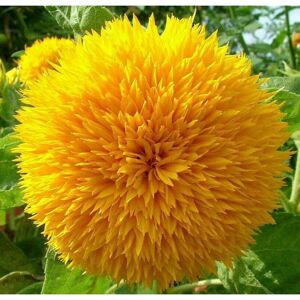 BEXTCOK 10000 pcs Sunflower seeds for pots & balcony – perfect container gardening plants BEXTCOK 10000 pcs Sunflower seeds for pots & balcony – perfect container gardening plants