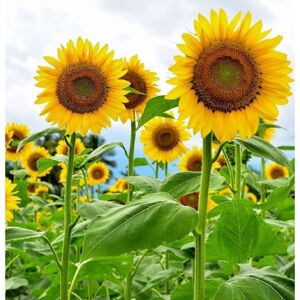 BEXTCOK 1000 pcs Sunflower Seeds Set – Garden Flower Plants Outdoor BEXTCOK 1000 pcs Sunflower Seeds Set – Garden Flower Plants Outdoor