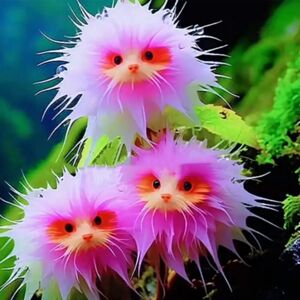 ZAEWRY 750 pcs Cat Orchid Flower Seeds – Rare Indoor Outdoor Plant – Style 3 ZAEWRY 750 pcs Cat Orchid Flower Seeds – Rare Indoor Outdoor Plant – Style 3