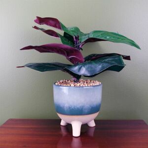 Leaf - 35cm Artificial Ficus Plant Potted in Teal Blue Green Ceramic Planter Leaf - 35cm Artificial Ficus Plant Potted in Teal Blue Green Ceramic Planter