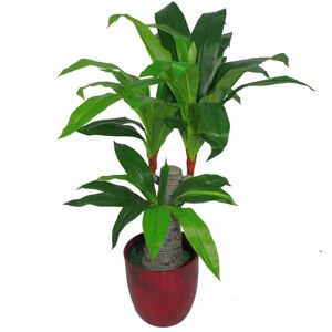 Leaf - 75cm Artificial Dracaena Plant - Wide Trunk Triple Branch Large Leaf - 75cm Artificial Dracaena Plant - Wide Trunk Triple Branch Large