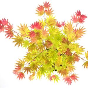 THOMPSON & MORGAN Thompson&morgan - Acer Shirasawanum Moonrise 3 Litre Potted Plant x 1 THOMPSON & MORGAN Thompson&morgan - Acer Shirasawanum Moonrise 3 Litre Potted Plant x 1