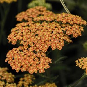 THOMPSON & MORGAN Thompson&morgan - Achillea millefolium Terracotta 3 Litre Potted Plant x 1 THOMPSON & MORGAN Thompson&morgan - Achillea millefolium Terracotta 3 Litre Potted Plant x 1