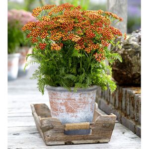 THOMPSON & MORGAN Thompson&morgan - Achillea Milly Rock Red 2 Litre Potted Plant x 1 THOMPSON & MORGAN Thompson&morgan - Achillea Milly Rock Red 2 Litre Potted Plant x 1