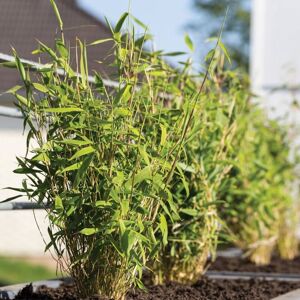 THOMPSON & MORGAN Thompson&morgan - Bamboo - Fargesia Murieliae - 3.6 Litre Potted Plant x 1 THOMPSON & MORGAN Thompson&morgan - Bamboo - Fargesia Murieliae - 3.6 Litre Potted Plant x 1