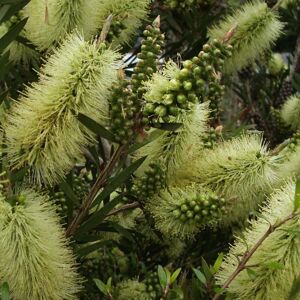 THOMPSON & MORGAN Thompson&morgan - Callistemon Honey Potted Plant 9cm Potted Plant x 1 THOMPSON & MORGAN Thompson&morgan - Callistemon Honey Potted Plant 9cm Potted Plant x 1