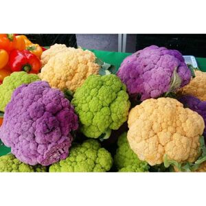 BEXTSRACK Cauliflower Seeds 1000 – Heirloom Variety for Garden and Vegetable Patch, Grow Your Own Veggies BEXTSRACK Cauliflower Seeds 1000 – Heirloom Variety for Garden and Vegetable Patch, Grow Your Own Veggies