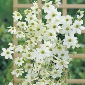 THOMPSON & MORGAN Thompson&morgan - Clematis Early Sensation 2 Litre Potted Plant x 1 THOMPSON & MORGAN Thompson&morgan - Clematis Early Sensation 2 Litre Potted Plant x 1
