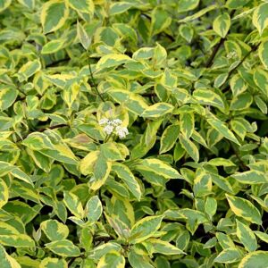 THOMPSON & MORGAN Thompson&morgan - Cornus Alba Gouchaultii 3.6 Litre Potted Plant x 1 THOMPSON & MORGAN Thompson&morgan - Cornus Alba Gouchaultii 3.6 Litre Potted Plant x 1