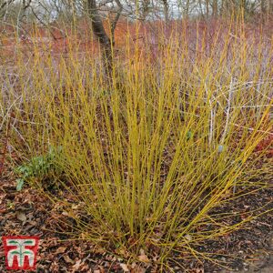 THOMPSON & MORGAN Cornus sericea Flaviramea 9cm Potted Plant x 2 THOMPSON & MORGAN Cornus sericea Flaviramea 9cm Potted Plant x 2
