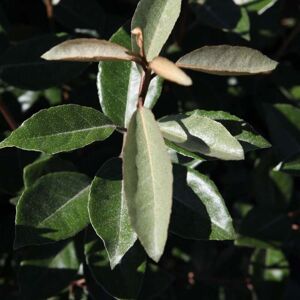 THOMPSON & MORGAN Thompson&morgan - Elaeagnus Ebbingei 3 Litre Potted Plant x 1 THOMPSON & MORGAN Thompson&morgan - Elaeagnus Ebbingei 3 Litre Potted Plant x 1