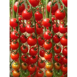 BEXTSRACK 1000 pcs Premium Millennium cherry tomato seeds – vegetable garden seeds BEXTSRACK 1000 pcs Premium Millennium cherry tomato seeds – vegetable garden seeds