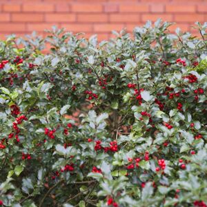 THOMPSON & MORGAN Thompson&morgan - Hedge Holly 9cm Potted Plant x 1 THOMPSON & MORGAN Thompson&morgan - Hedge Holly 9cm Potted Plant x 1