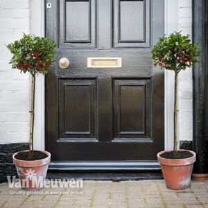 THOMPSON & MORGAN Thompson&morgan - Holly (Ilex) Blue Maid Standard 2 Litre Potted Plant x 1 THOMPSON & MORGAN Thompson&morgan - Holly (Ilex) Blue Maid Standard 2 Litre Potted Plant x 1