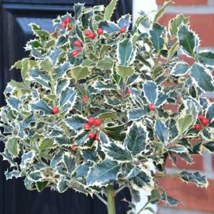 THOMPSON & MORGAN Thompson&morgan - Ilex (Holly) aquifolium Argentea Marginata 9cm Potted Plant x 1 THOMPSON & MORGAN Thompson&morgan - Ilex (Holly) aquifolium Argentea Marginata 9cm Potted Plant x 1