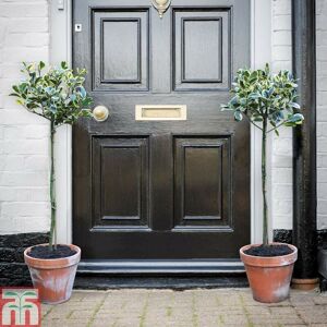 THOMPSON & MORGAN Thompson&morgan - Ilex (Holly) Golden King Standard 17cm Potted Plant x 1 THOMPSON & MORGAN Thompson&morgan - Ilex (Holly) Golden King Standard 17cm Potted Plant x 1