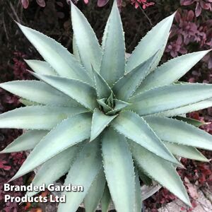 THOMPSON & MORGAN Thompson&morgan - Mangave Frosted Elegance 9cm Potted Plant x 1 Peat Free THOMPSON & MORGAN Thompson&morgan - Mangave Frosted Elegance 9cm Potted Plant x 1 Peat Free