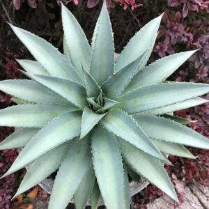 THOMPSON & MORGAN Thompson&morgan - Mangave Frosted Elegance 9cm Potted Plant x 3 THOMPSON & MORGAN Thompson&morgan - Mangave Frosted Elegance 9cm Potted Plant x 3