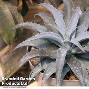 THOMPSON & MORGAN Thompson&morgan - Mangave Silver Fox 9cm Potted Plant x 1 THOMPSON & MORGAN Thompson&morgan - Mangave Silver Fox 9cm Potted Plant x 1