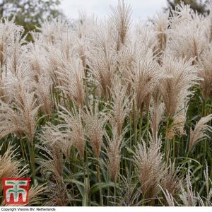 THOMPSON & MORGAN Thompson&morgan - Miscanthus (Grass) sinensis Cute One 12cm Potted Plant x 1 THOMPSON & MORGAN Thompson&morgan - Miscanthus (Grass) sinensis Cute One 12cm Potted Plant x 1