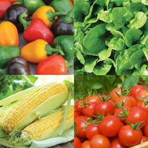 THOMPSON & MORGAN Thompson&morgan - Nurserymans Choice Veg Seed 50 Seed Packets (tm) THOMPSON & MORGAN Thompson&morgan - Nurserymans Choice Veg Seed 50 Seed Packets (tm)