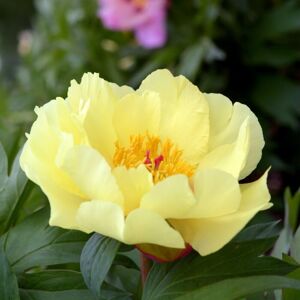 THOMPSON & MORGAN Thompson&morgan - Paeonia Itoh Bartzella 3.6 Litre Potted Plant x 1 THOMPSON & MORGAN Thompson&morgan - Paeonia Itoh Bartzella 3.6 Litre Potted Plant x 1