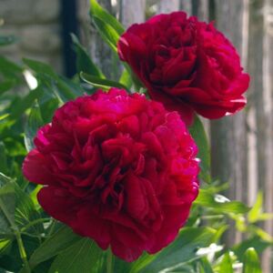 THOMPSON & MORGAN Thompson&morgan - Paeonia (Tree Peony) x suffruticosa Bai Yuan Hong xia 6 Litre Potted Plant x 1 THOMPSON & MORGAN Thompson&morgan - Paeonia (Tree Peony) x suffruticosa Bai Yuan Hong xia 6 Litre Potted Plant x 1