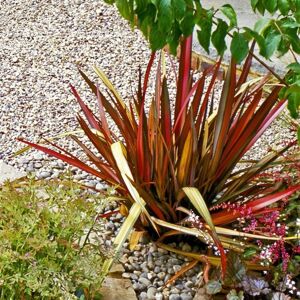 THOMPSON & MORGAN Phormium Rainbow Queen 9cm Potted Plant x 3 THOMPSON & MORGAN Phormium Rainbow Queen 9cm Potted Plant x 3