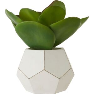 Premier Housewares Fiori White Cement Pot Succulent Premier Housewares Fiori White Cement Pot Succulent
