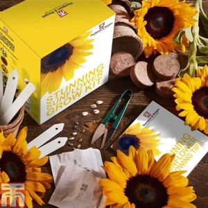 THOMPSON & MORGAN Seed Grow Kit Stunning Sunflower - 1 Pack THOMPSON & MORGAN Seed Grow Kit Stunning Sunflower - 1 Pack