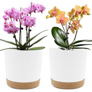 WOIYIC Set of 2 8" Plant Pots, Indoor Plant Pots with Drainage Holes and Removable Base, Modern Decorative Saucer for Outdoor Planters (White 8") WOIYIC Set of 2 8" Plant Pots, Indoor Plant Pots with Drainage Holes and Removable Base, Modern Decorative Saucer for Outdoor Planters (White 8")