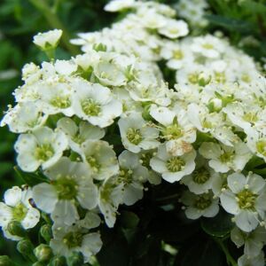 THOMPSON & MORGAN Thompson&morgan - Spiraea Nipponica Snowmound 3.6 Litre Potted Plant x 1 THOMPSON & MORGAN Thompson&morgan - Spiraea Nipponica Snowmound 3.6 Litre Potted Plant x 1