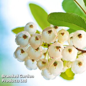 THOMPSON & MORGAN Zenobia Pulverulenta Blue Sky 3.6 Litre Potted Plant x 1 THOMPSON & MORGAN Zenobia Pulverulenta Blue Sky 3.6 Litre Potted Plant x 1