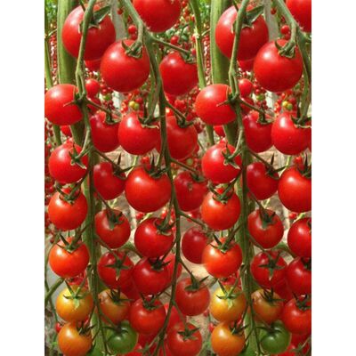 KAKET 1000 pcs Bulk cherry tomato seeds pack – vegetable garden seed set KAKET 1000 pcs Bulk cherry tomato seeds pack – vegetable garden seed set
