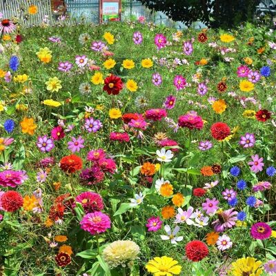 ZAEWRY 5000 pcs Flower Meadow Seeds Mix – Wild Garden Blooming Seeds ZAEWRY 5000 pcs Flower Meadow Seeds Mix – Wild Garden Blooming Seeds