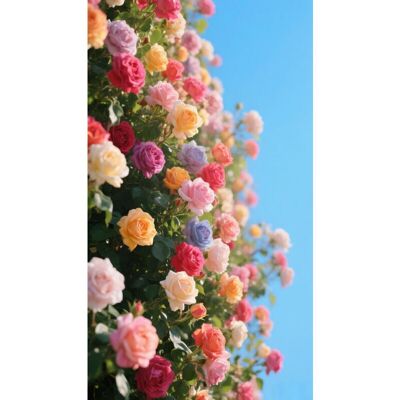KAKET 600 rose seeds, multicolored climbing roses, easy to grow, beautiful flowers, flower seeds, continuous blooming, for balcony, garden, and eaves KAKET 600 rose seeds, multicolored climbing roses, easy to grow, beautiful flowers, flower seeds, continuous blooming, for balcony, garden, and eaves