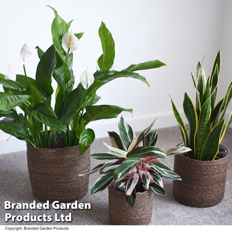 THOMPSON & MORGAN Thompson&morgan - Indoor Planter Basket Natural Chia Seagrass Set of Three 25cm, 22cm & 17cm Diameter
