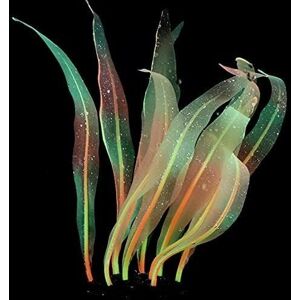 Groofoo - 1Pcs Aquarium Decoration Orange Plants Simulation Artificial Water Grass Plastic Fish Tank Decor Plants Silicone Glowing Kelp Ornament Groofoo - 1Pcs Aquarium Decoration Orange Plants Simulation Artificial Water Grass Plastic Fish Tank Decor Plants Silicone Glowing Kelp Ornament