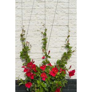 Berkfield Home - Nature Wire Trellis Set for Climbing Plants 6040760