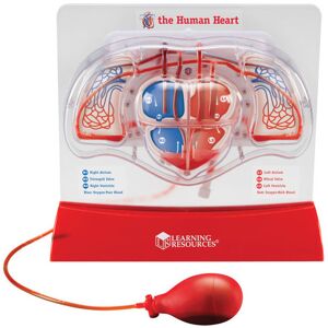 Learningresources - Learning Resources Pumping Heart Model 300mm x 270mm